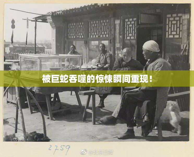 被巨蛇吞噬的惊悚瞬间重现！