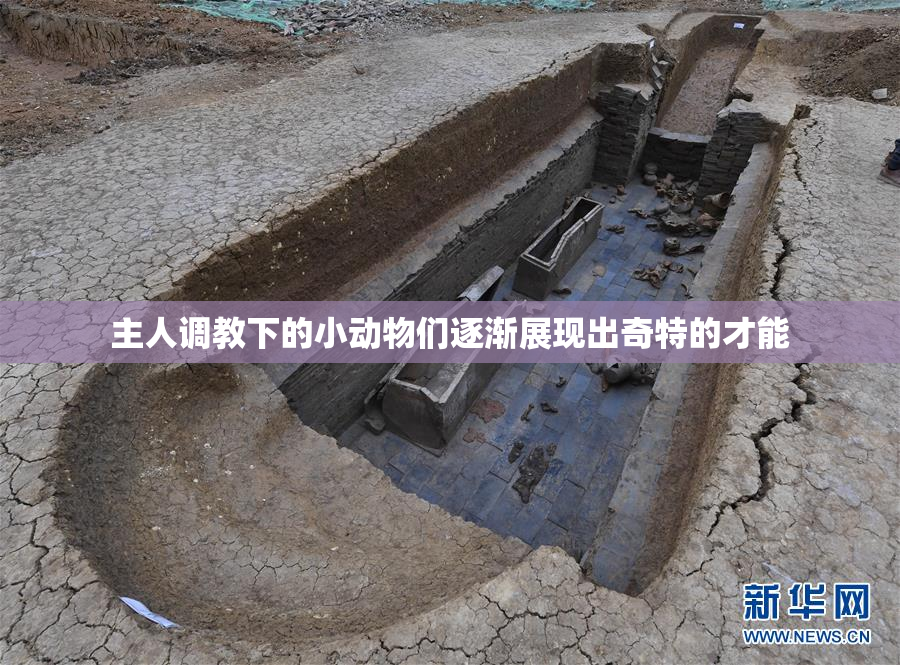 主人调教下的小动物们逐渐展现出奇特的才能