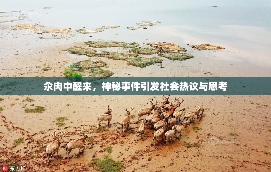 汆肉中醒来，神秘事件引发社会热议与思考