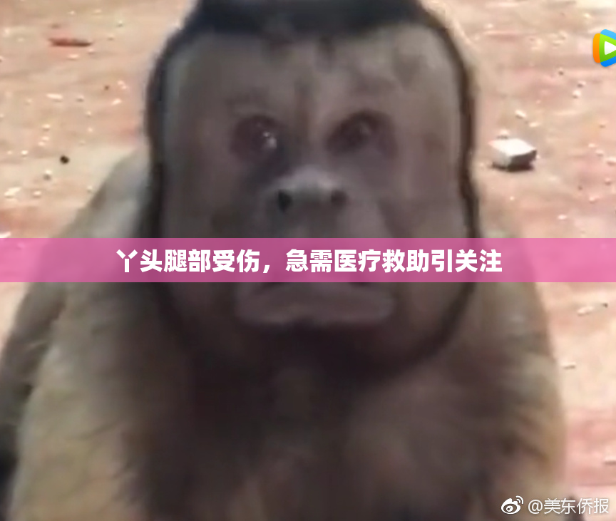 丫头腿部受伤，急需医疗救助引关注