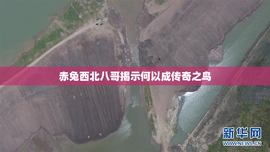 赤兔西北八哥揭示何以成传奇之鸟