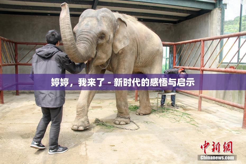 婷婷，我来了 - 新时代的感悟与启示