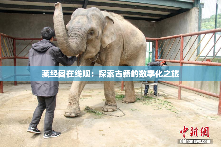 藏经阁在线观：探索古籍的数字化之旅
