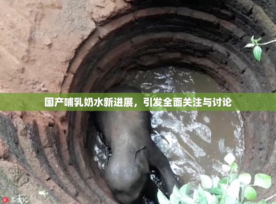 国产哺乳奶水新进展，引发全面关注与讨论