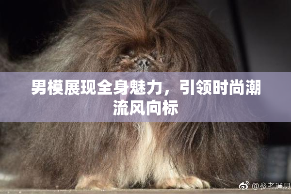 男模展现全身魅力，引领时尚潮流风向标