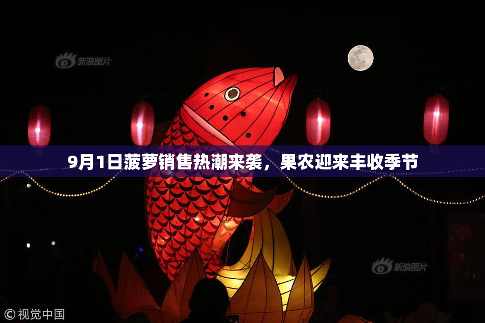 9月1日菠萝销售热潮来袭，果农迎来丰收季节
