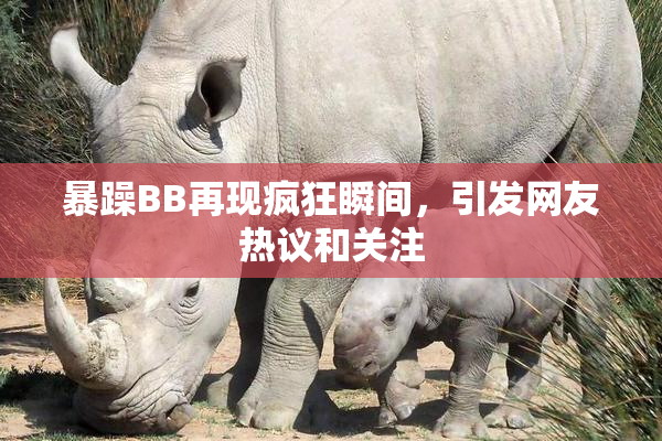 暴躁BB再现疯狂瞬间，引发网友热议和关注