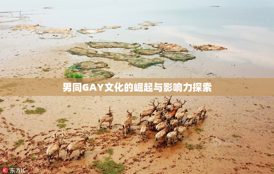 男同GAY文化的崛起与影响力探索