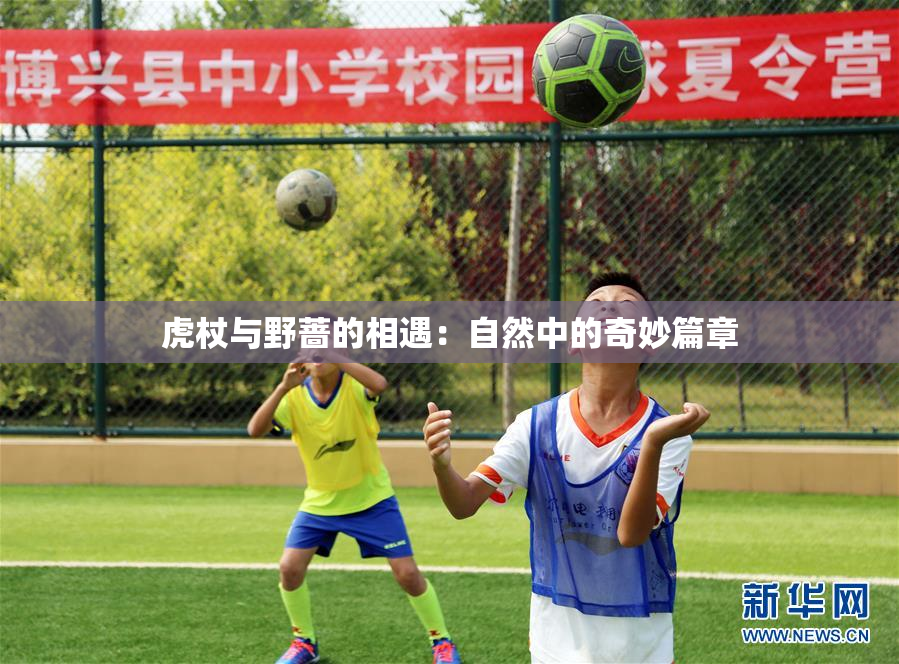 虎杖与野蔷的相遇：自然中的奇妙篇章