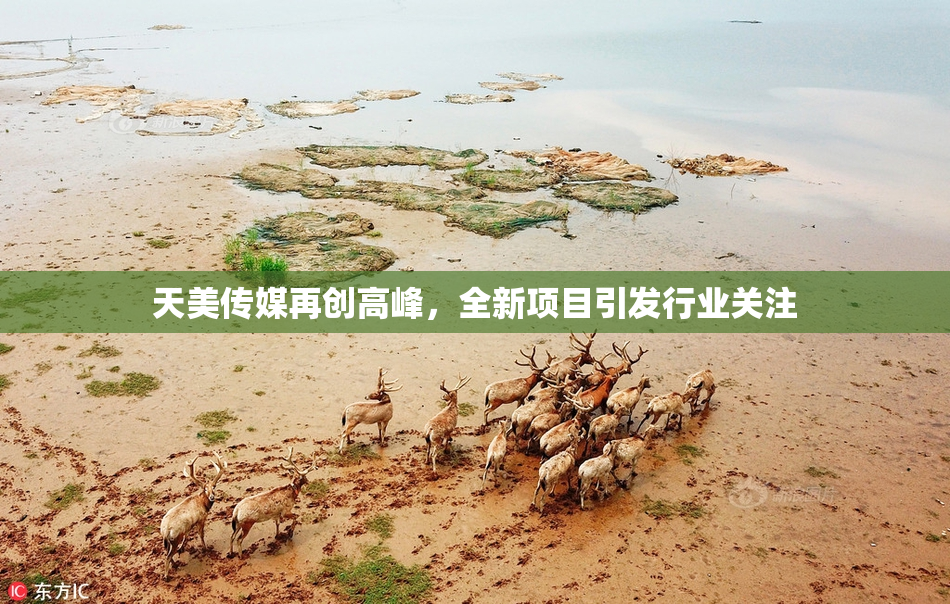 天美传媒再创高峰，全新项目引发行业关注