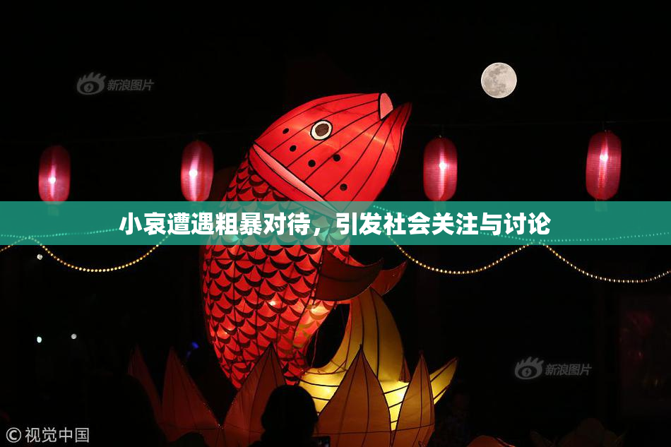 小哀遭遇粗暴对待，引发社会关注与讨论