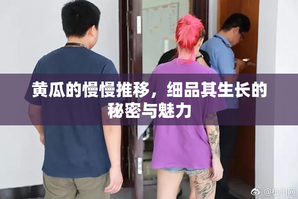 黄瓜的慢慢推移，细品其生长的秘密与魅力