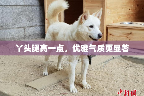 丫头腿高一点，优雅气质更显著