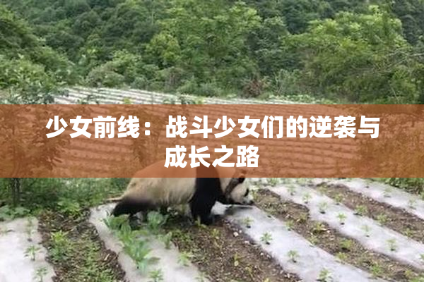 少女前线：战斗少女们的逆袭与成长之路
