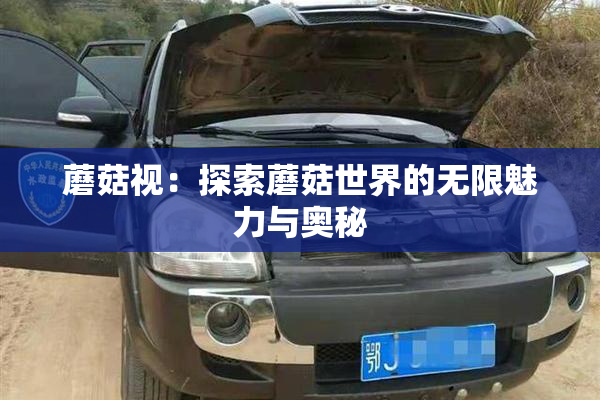 蘑菇视：探索蘑菇世界的无限魅力与奥秘