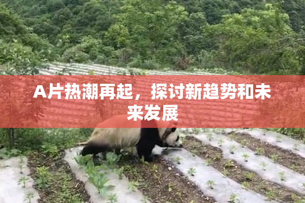 A片热潮再起，探讨新趋势和未来发展