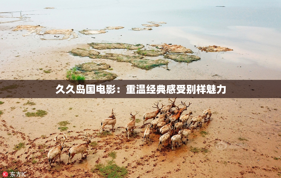 久久岛国电影：重温经典感受别样魅力