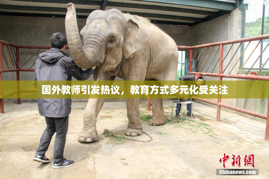 国外教师引发热议，教育方式多元化受关注