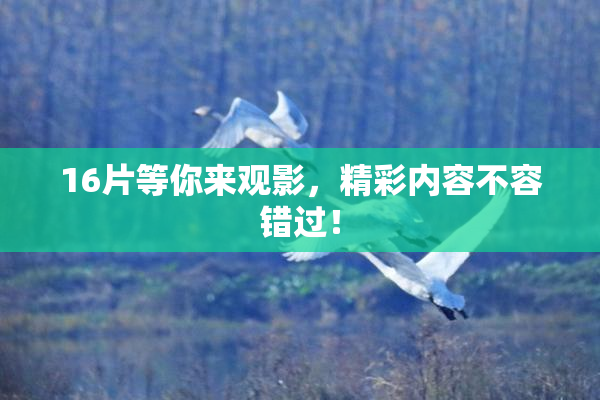 16片等你来观影，精彩内容不容错过！