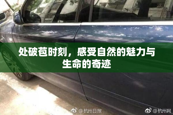 处破苞时刻，感受自然的魅力与生命的奇迹