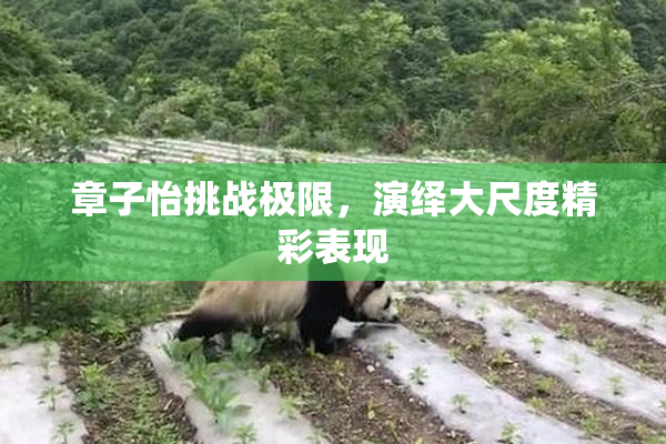 章子怡挑战极限，演绎大尺度精彩表现