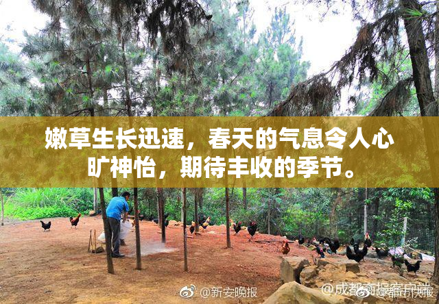 嫩草生长迅速，春天的气息令人心旷神怡，期待丰收的季节。