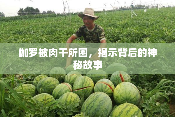 伽罗被肉干所困，揭示背后的神秘故事