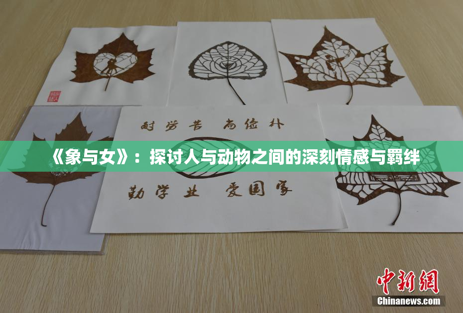 《象与女》：探讨人与动物之间的深刻情感与羁绊