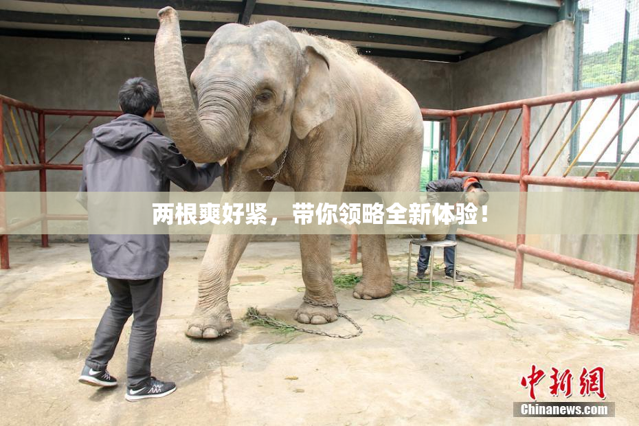 两根爽好紧，带你领略全新体验！