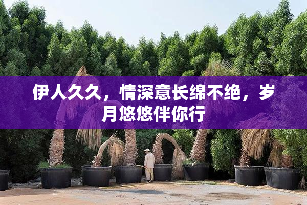 伊人久久，情深意长绵不绝，岁月悠悠伴你行