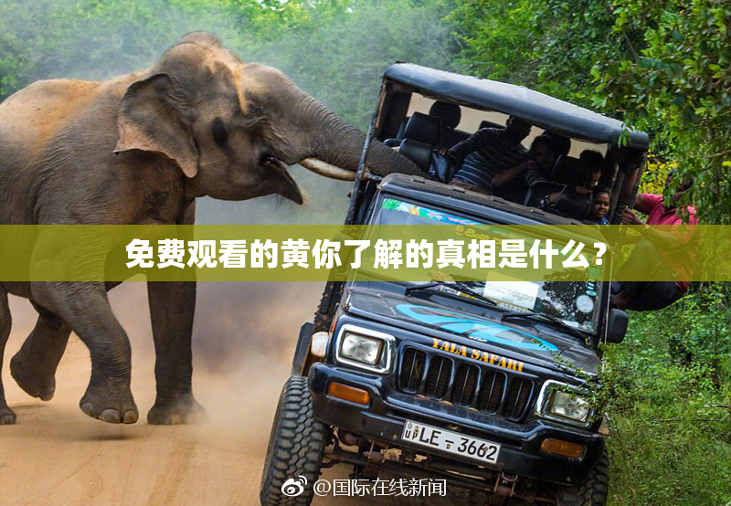 免费观看的黄你了解的真相是什么？