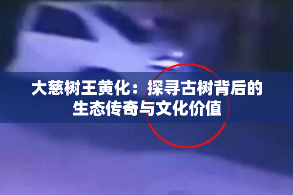 大慈树王黄化：探寻古树背后的生态传奇与文化价值