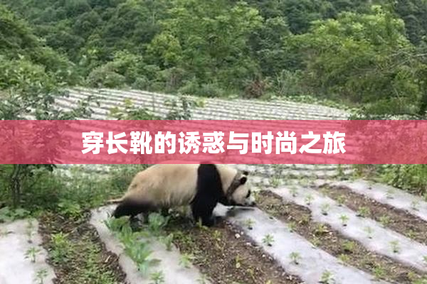 穿长靴的诱惑与时尚之旅