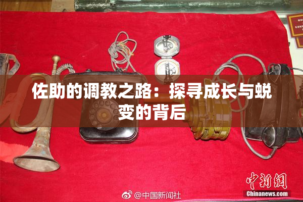 佐助的调教之路：探寻成长与蜕变的背后