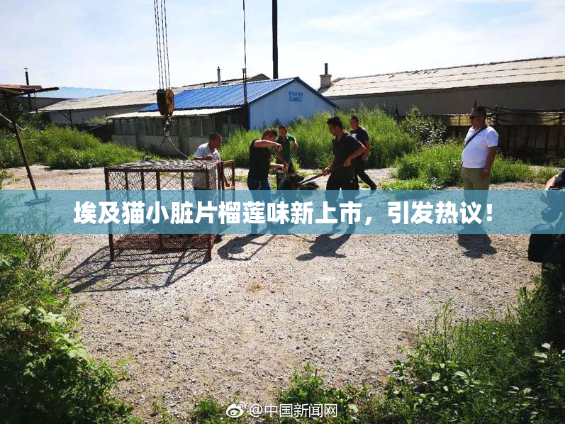 埃及猫小脏片榴莲味新上市，引发热议！