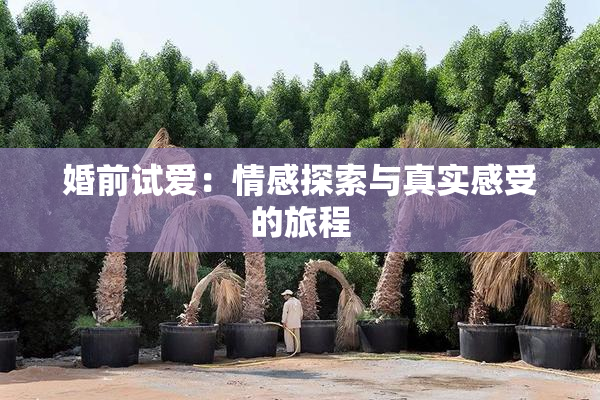 婚前试爱：情感探索与真实感受的旅程