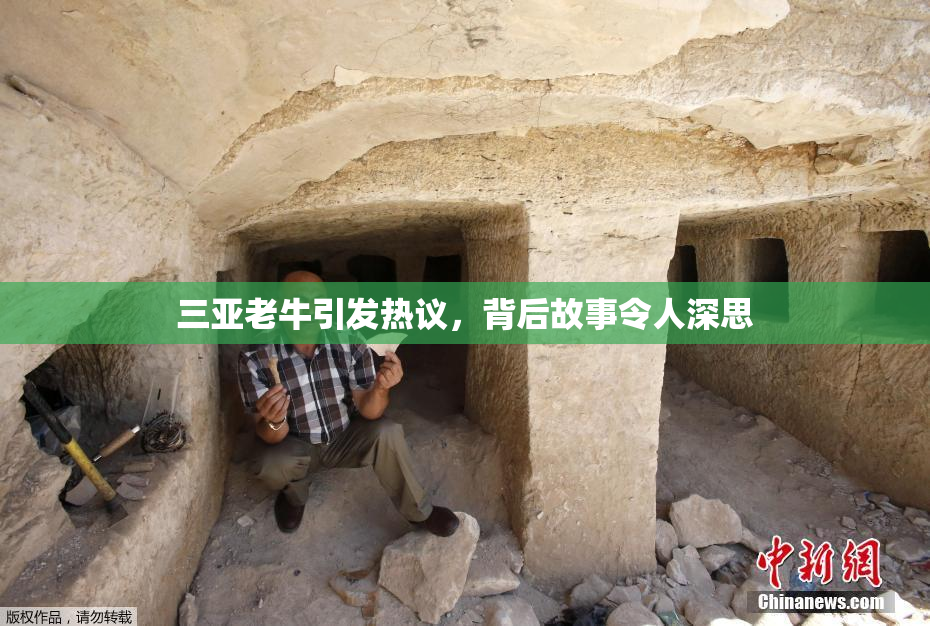 三亚老牛引发热议，背后故事令人深思