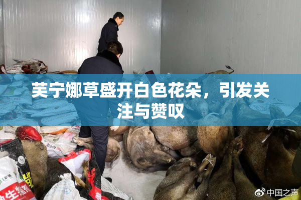 芙宁娜草盛开白色花朵，引发关注与赞叹