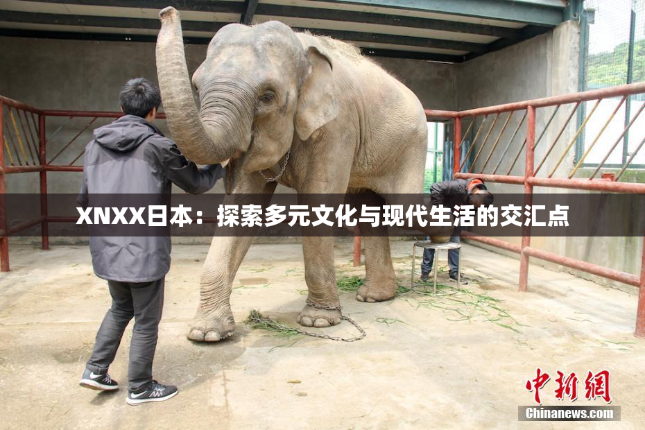 XNXX日本：探索多元文化与现代生活的交汇点