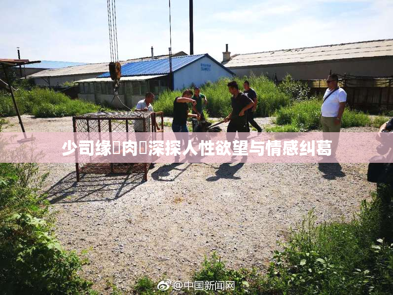 少司缘婬肉泬深探人性欲望与情感纠葛