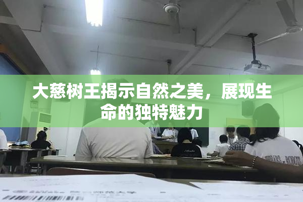 大慈树王揭示自然之美，展现生命的独特魅力