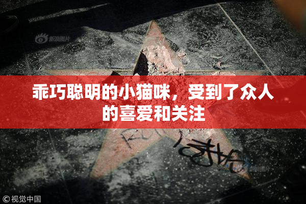 乖巧聪明的小猫咪，受到了众人的喜爱和关注