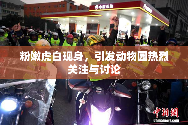 粉嫩虎白现身，引发动物园热烈关注与讨论