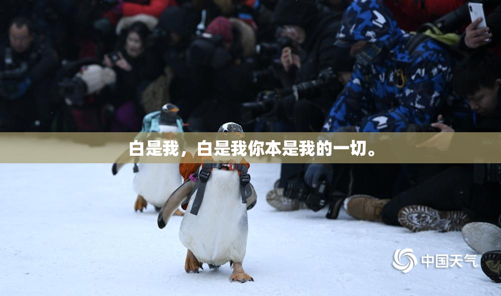 白是我，白是我你本是我的一切。