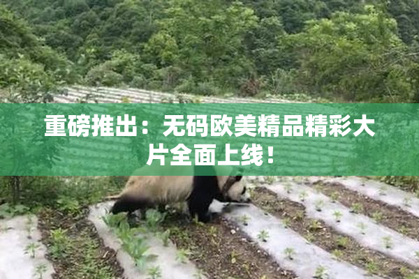 重磅推出：无码欧美精品精彩大片全面上线！