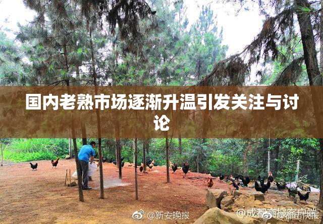 国内老熟市场逐渐升温引发关注与讨论