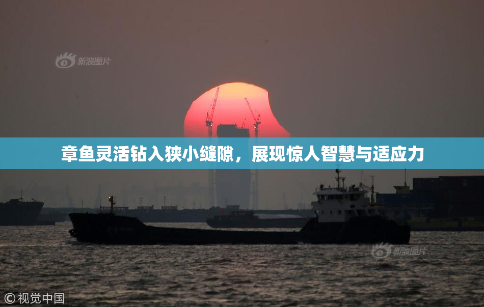 章鱼灵活钻入狭小缝隙，展现惊人智慧与适应力