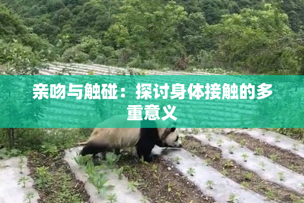 亲吻与触碰：探讨身体接触的多重意义