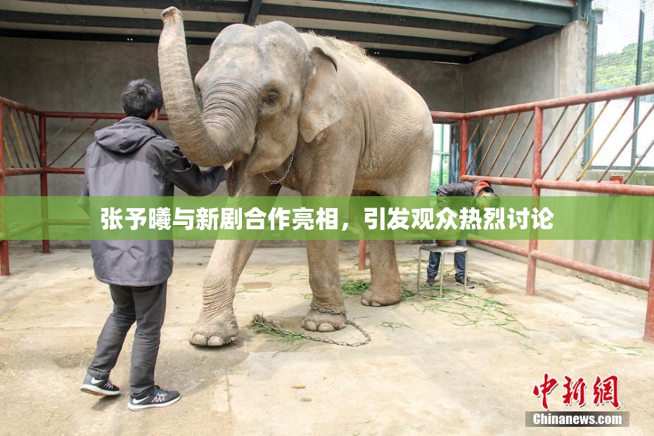 张予曦与新剧合作亮相，引发观众热烈讨论