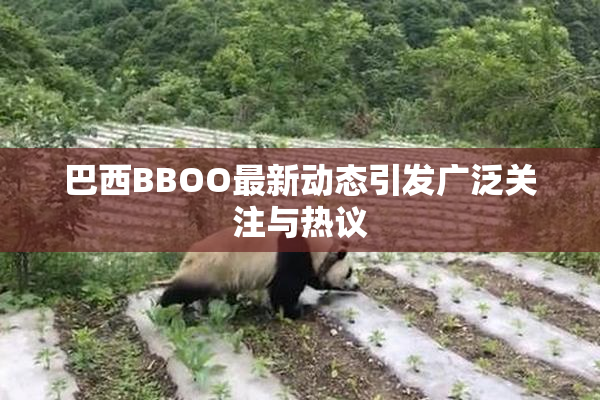 巴西BBOO最新动态引发广泛关注与热议